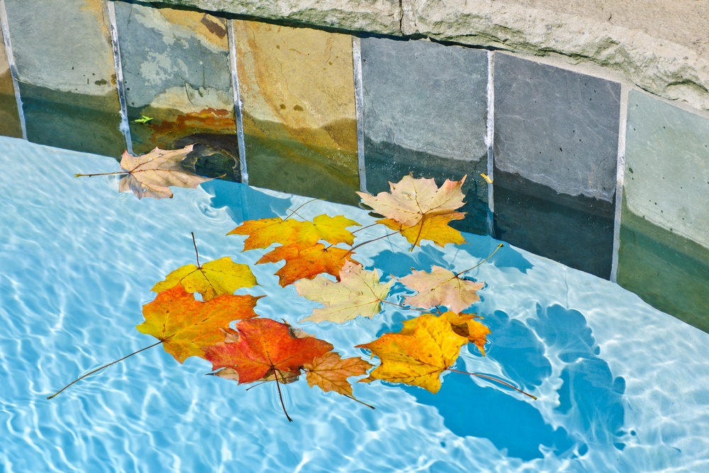leaves in a pool