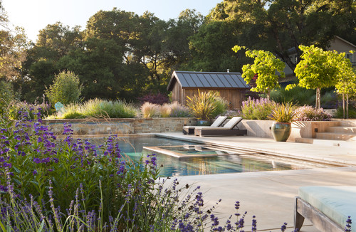 poolside mosquito repellent plants lavender