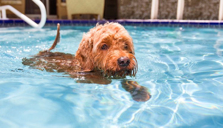 Pets and pools sales